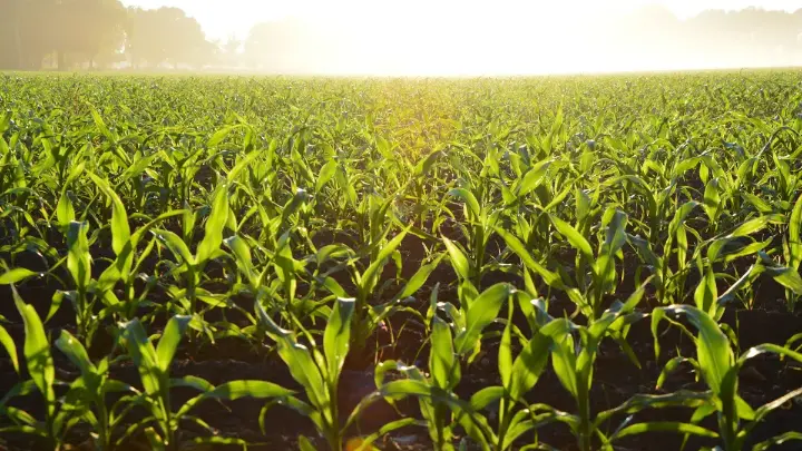 Green crop field at sunrise for most profitable crop