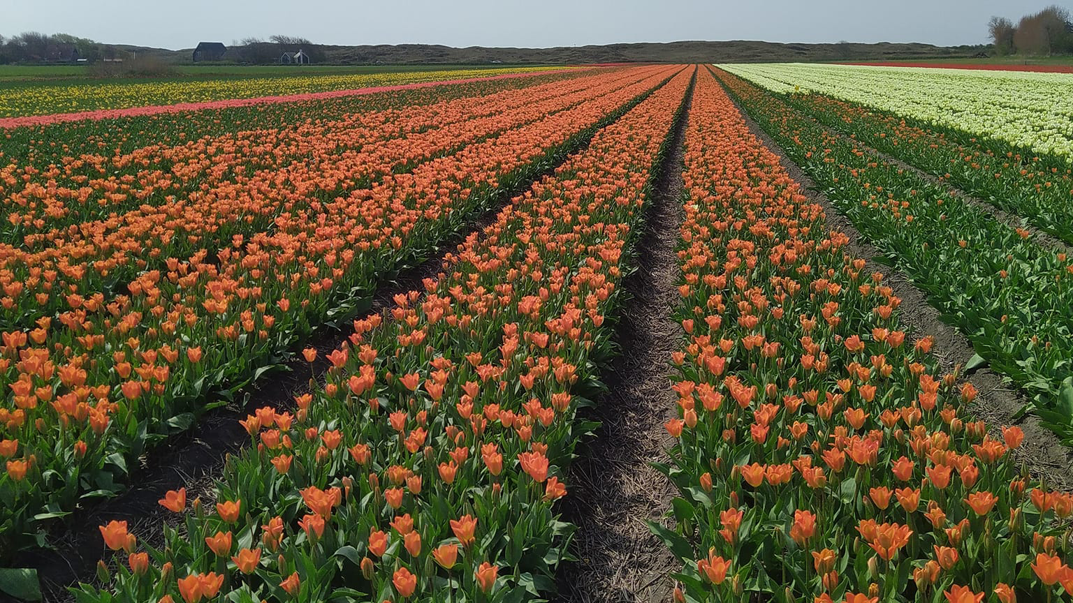 Colorful tulip field planted by Zuid Eind Bloembollen